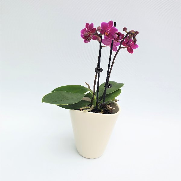 Midi Phalaenopsis lila, 2- Trieber Bild 1