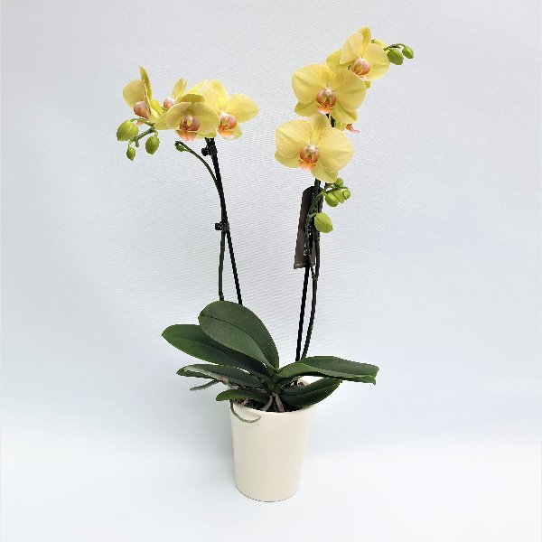 Standard Phalaenopsis gelb, 2- Trieber Bild 1