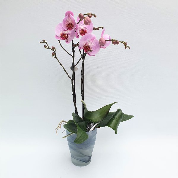 Standard Phalaenopsis Rosa, 2- Trieber Bild 1
