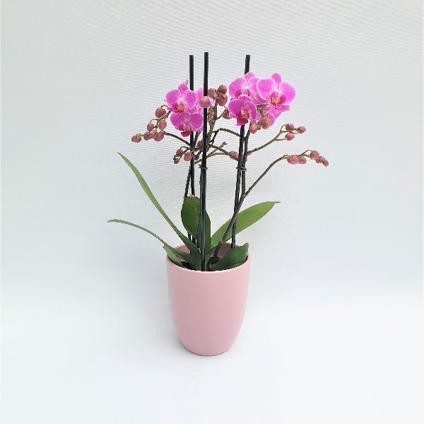 Standard Phalaenopsis Pink, 2- Trieber Bild 1