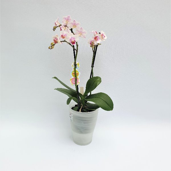 Standard Phalaenopsis weiß, 2- Trieber Bild 1