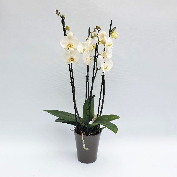 Exclusiv Phalaenopsis weiß, 4- Trieber Bild 1