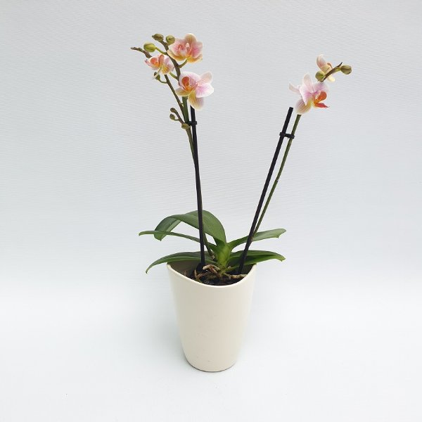 Midi Phalaenopsis rosa/weiß, 2- Trieber Bild 1